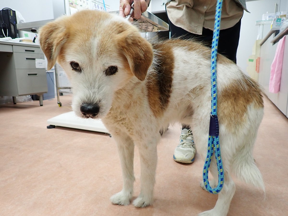 奈良市保健所○保健衛生課 tweet media