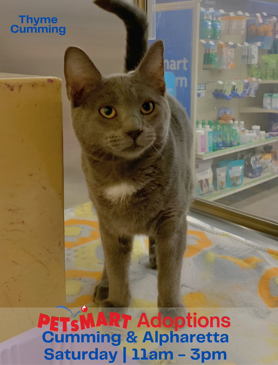 FeralCatProgramGA tweet media