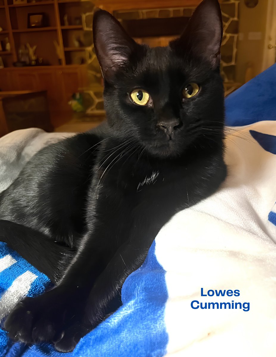 FeralCatProgramGA tweet media