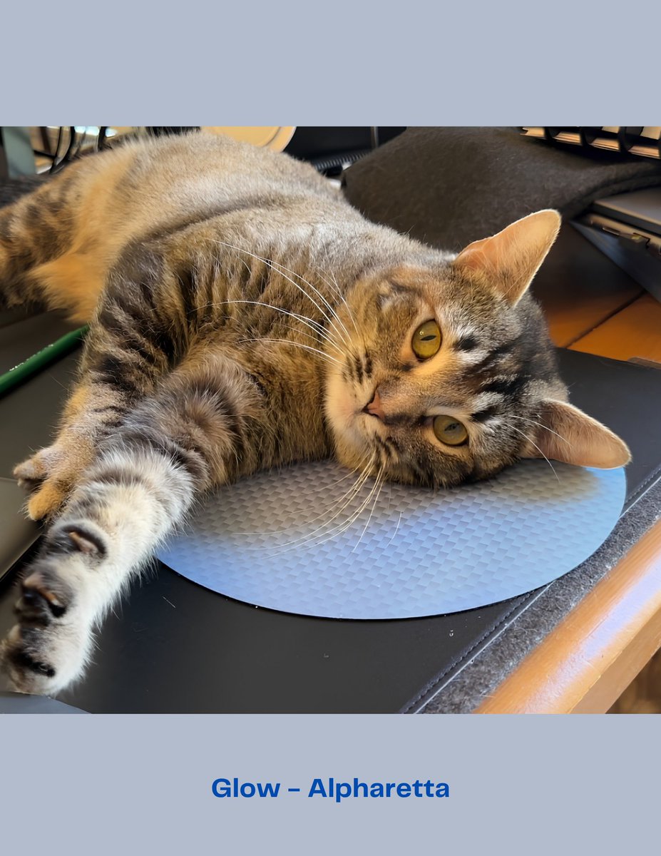 FeralCatProgramGA tweet media