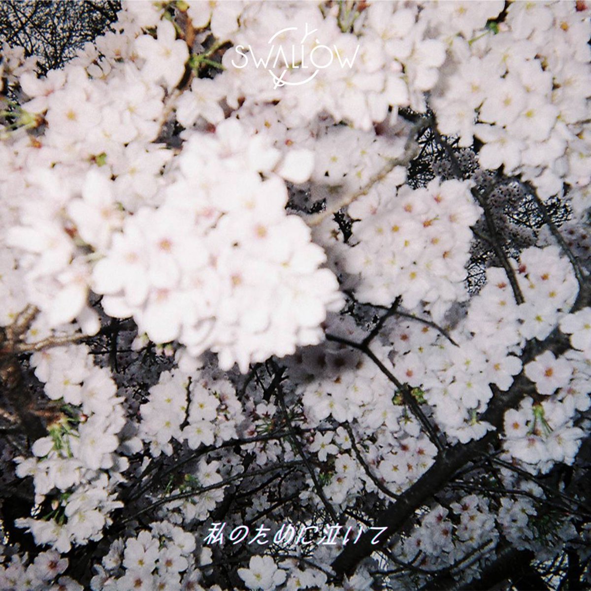 SWALLOW_hhy's tweet photo. 【🌸新曲リリース決定🌸】

SWALLOW 15th Single

「私のために泣いて」

☔2026.4.22. 配信開始☔

Pre-add/Pre-save「私のために泣いて」
リリース前の楽曲を事前に予約できます。
♪ https://t.co/6AGjHdzztq

お楽しみに！ https://t.co/s2syqpxhmy
