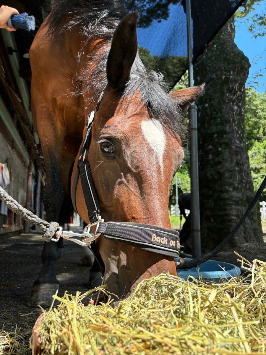 学習院大学馬術部 tweet media