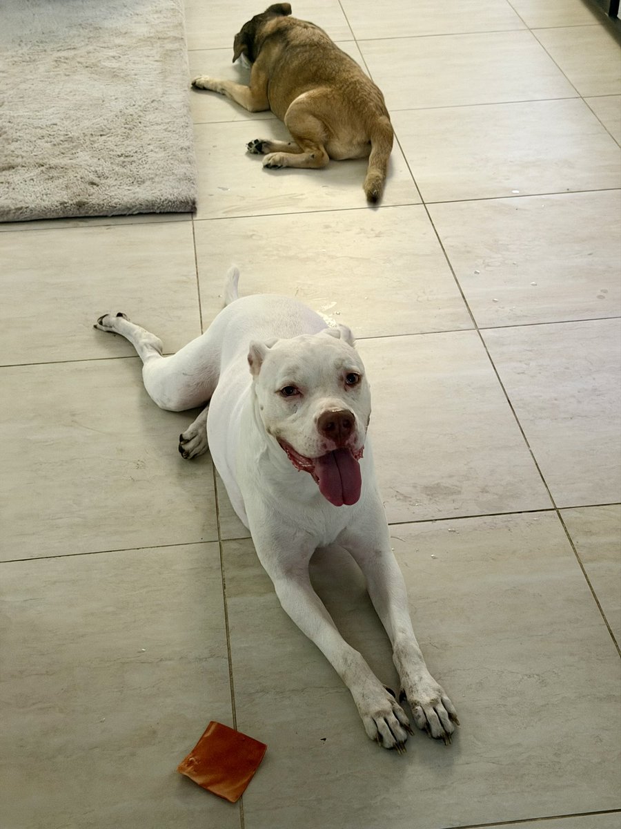 God Bless America tweet media