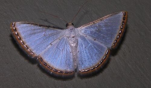 ⋆.·★ ℱₗₒᵣₐ ★·.⋆ tweet media