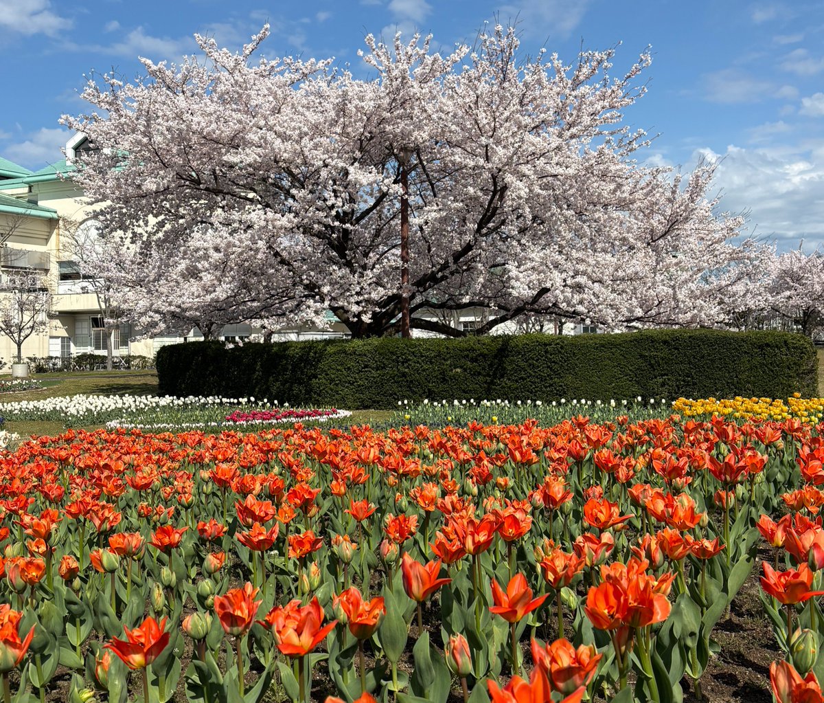 チューリップの開花情報🌷】 チューリップの開花が始まっています