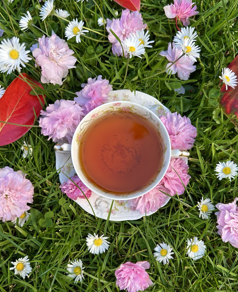 rickysteacup's tweet image. the perfect spring day is sipping my earl grey, basking in the sunlight, and enjoying the ethereal beauty and fragrance of my favorite pink cherry blossoms 🌸🍵 spring is so captivating