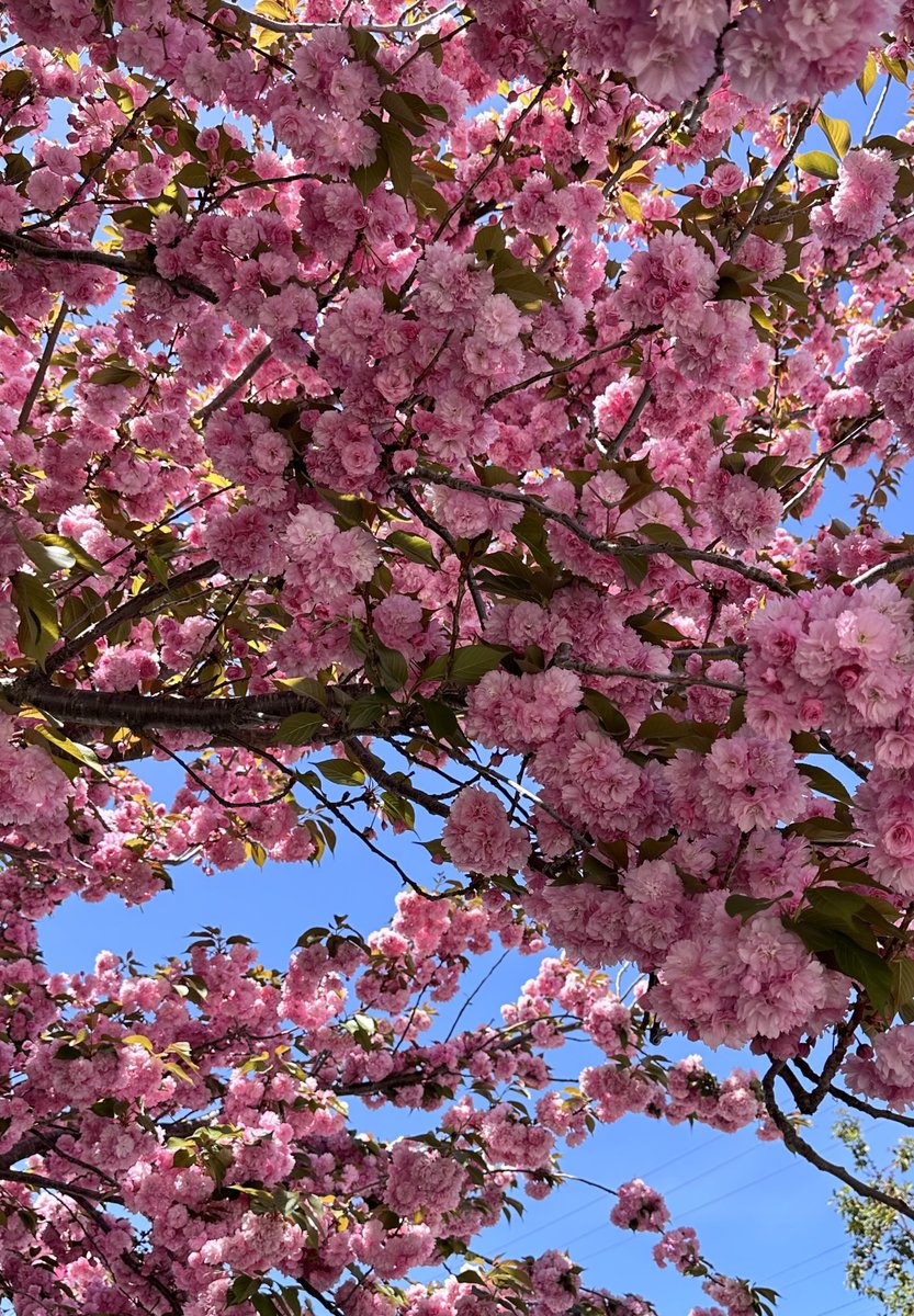 rickysteacup's tweet image. the perfect spring day is sipping my earl grey, basking in the sunlight, and enjoying the ethereal beauty and fragrance of my favorite pink cherry blossoms 🌸🍵 spring is so captivating