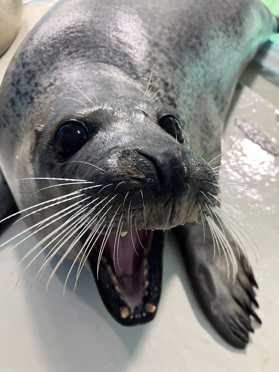 SgrA* Vortex tweet media