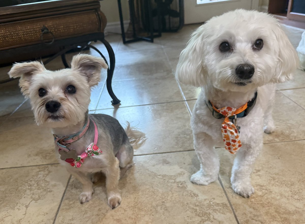 SirBailey2's tweet image. We’s gots grooming today!!! 😁 An I’s so’s handsome. Hers couldn’t help but gives me’s an bow tie 😁😁😁. An Rosie🌹hers gots an pretty bow. Surprised me’s bc (don’t tell Mommy) Rosie🌹hers gave the’s groomer an fit 🙄🐶🐾 #reportingitslikeitsis #dogsoftwitter #dogsofx #adogslife