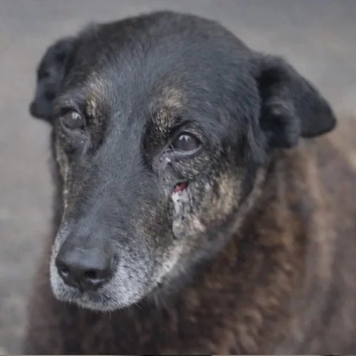 République tweet media