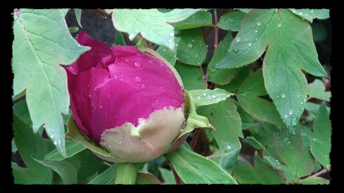 リューカ tweet media