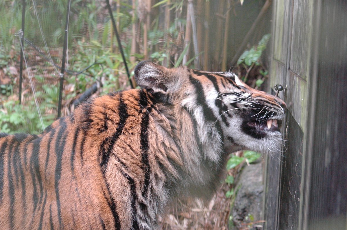 上野動物園［公式］ tweet media