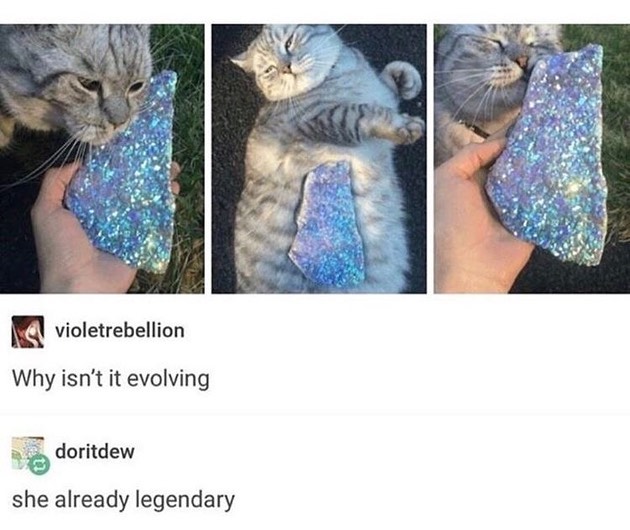 Punch Cat tweet media