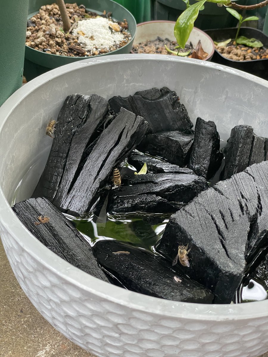 嵯峨山🐾 tweet media