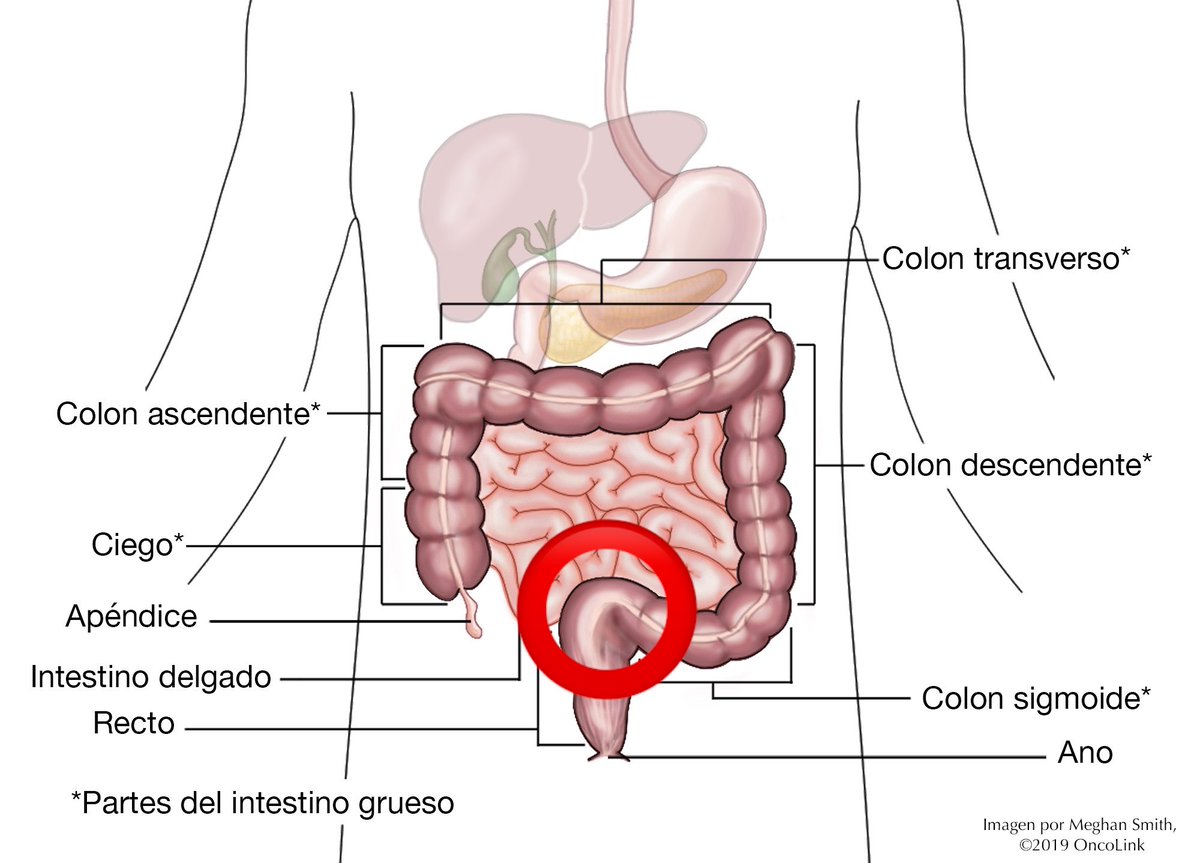 1. Llamarlo segundo agujero es incorrecto, porque no es un agujero, es una mala interpretación de la unión rectosigmoidea, que es el punto donde el colón sigmoide pasa a ser el recto. Es una transición anatómica y funcional, no una abertura.