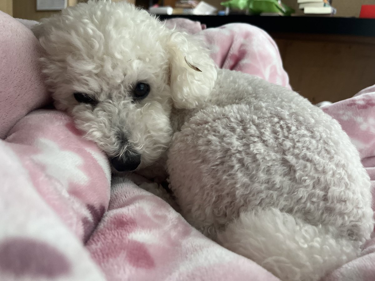 朗らかな犬 tweet media