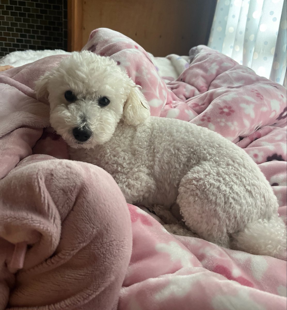 朗らかな犬 tweet media