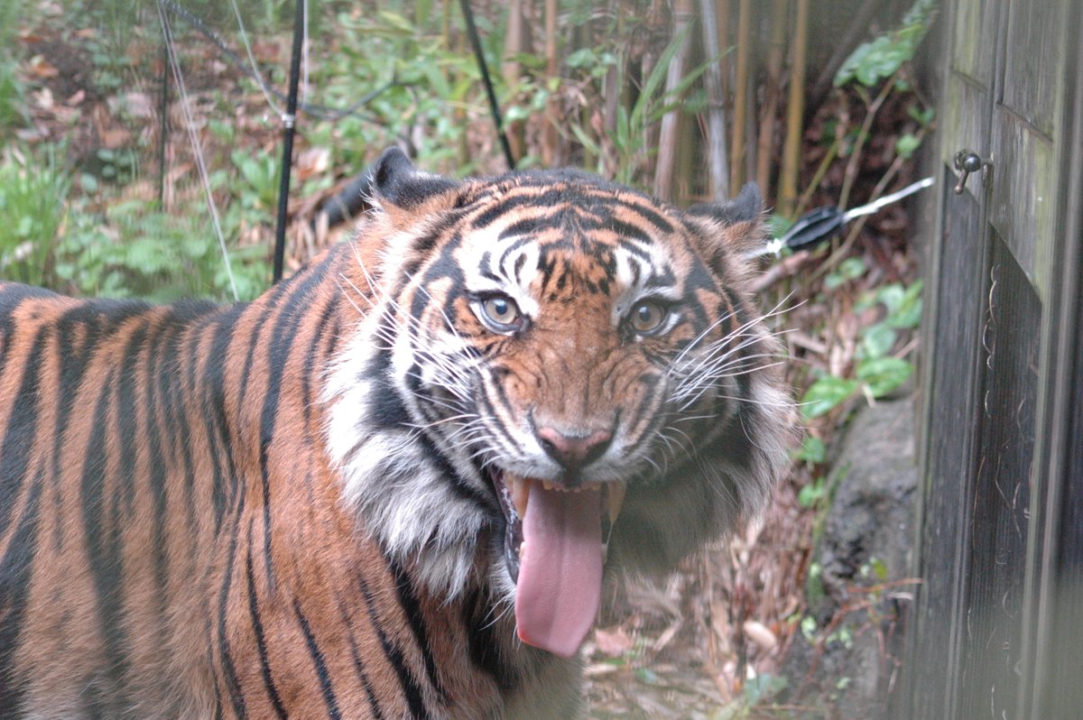 上野動物園［公式］ tweet media