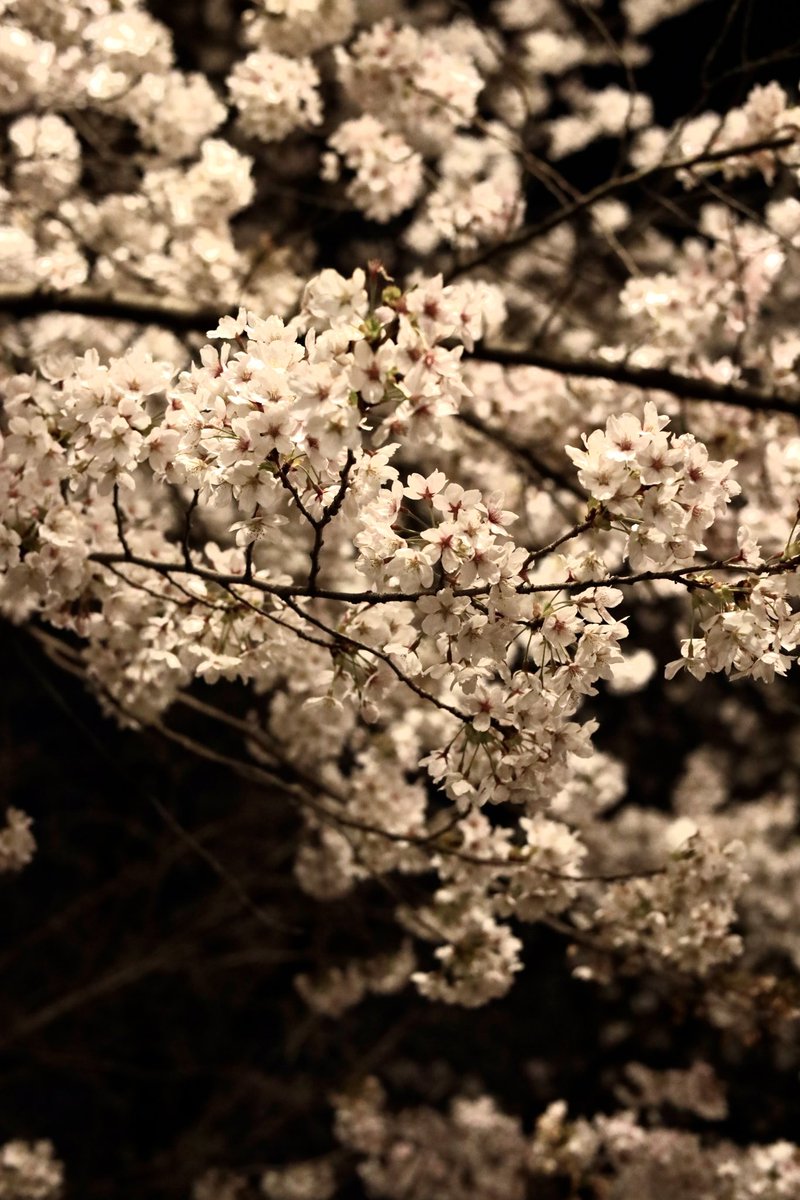 ushiropotun_223's tweet image. 📍西公園さくらまつり

#photography
#CanonEOSR
#桜