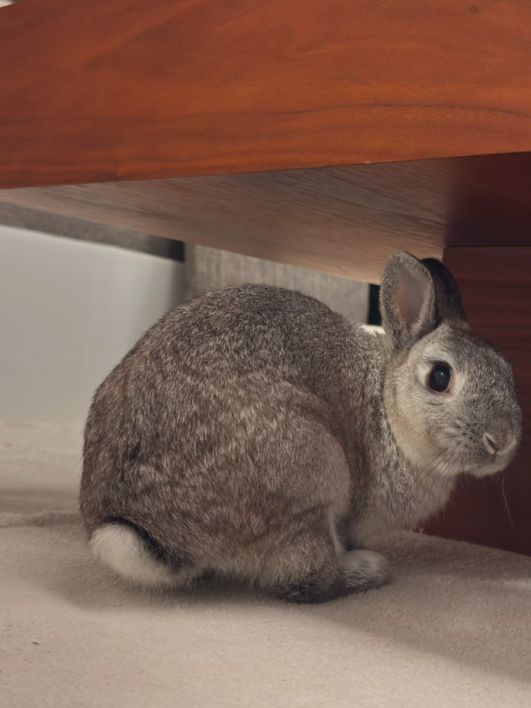 柴叉クロ tweet media