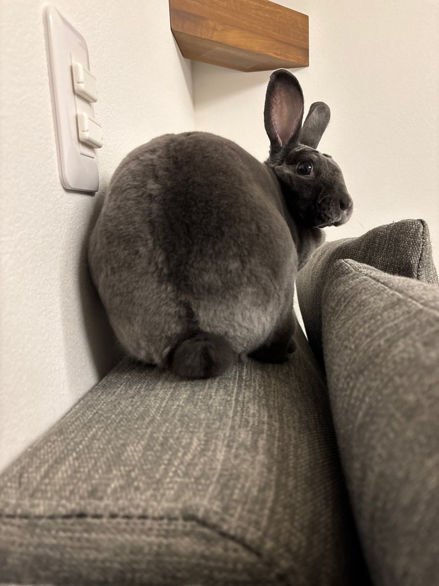 柴叉クロ tweet media