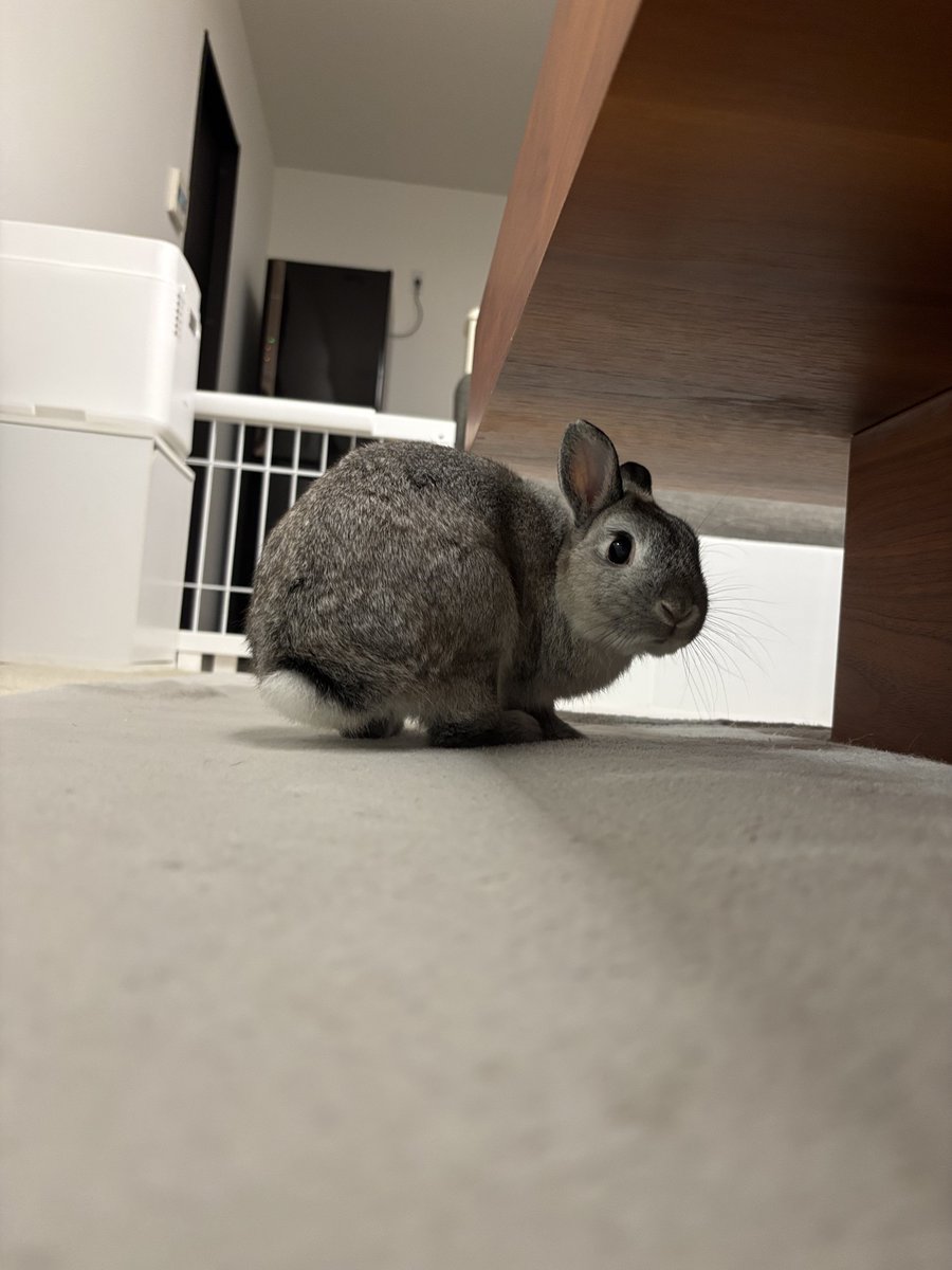 柴叉クロ tweet media