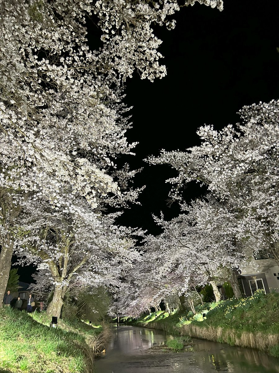 4/11-12と忍野八海春色まつりが開催されます。
忍野八海の桜はとても奇麗ですので、
是非今週末忍野村へお越しください(*^_^*)

#大黒家 #旅館 #山梨 #忍野村 #弓道 #忍野八海春色まつり
#桜 #夜桜