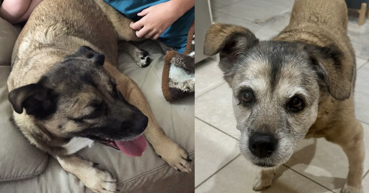 God Bless America tweet media