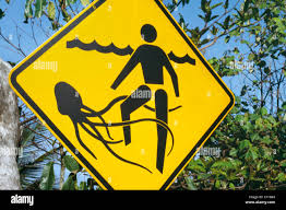 <a href="/BiancoDavinci/">DaVinci</a> Meanwhile in Australia... 
oceanservice.noaa.gov/facts/box-jell…