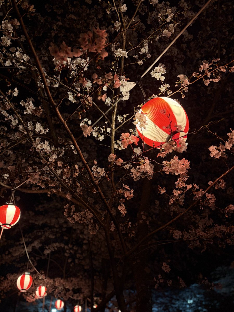 GROWJOY_AcroHD's tweet photo. おはようございます☀️

昨日夜桜を見に行ってきました🌸

昼に見る桜とはまた違う雰囲気を味わえました！
桜が散る前に見れてよかった☺️

天気の悪い日が続きますが皆様も体調にはお気をつけて🍀

本日もよろしくお願いします🙇🏻‍♀️✨

#夜桜 
#桜
#花見 https://t.co/OU8rDPzcWY