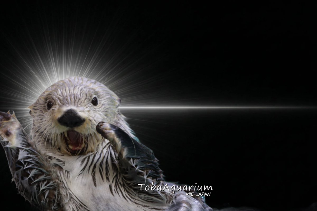 鳥羽水族館（TOBA AQUARIUM） tweet media