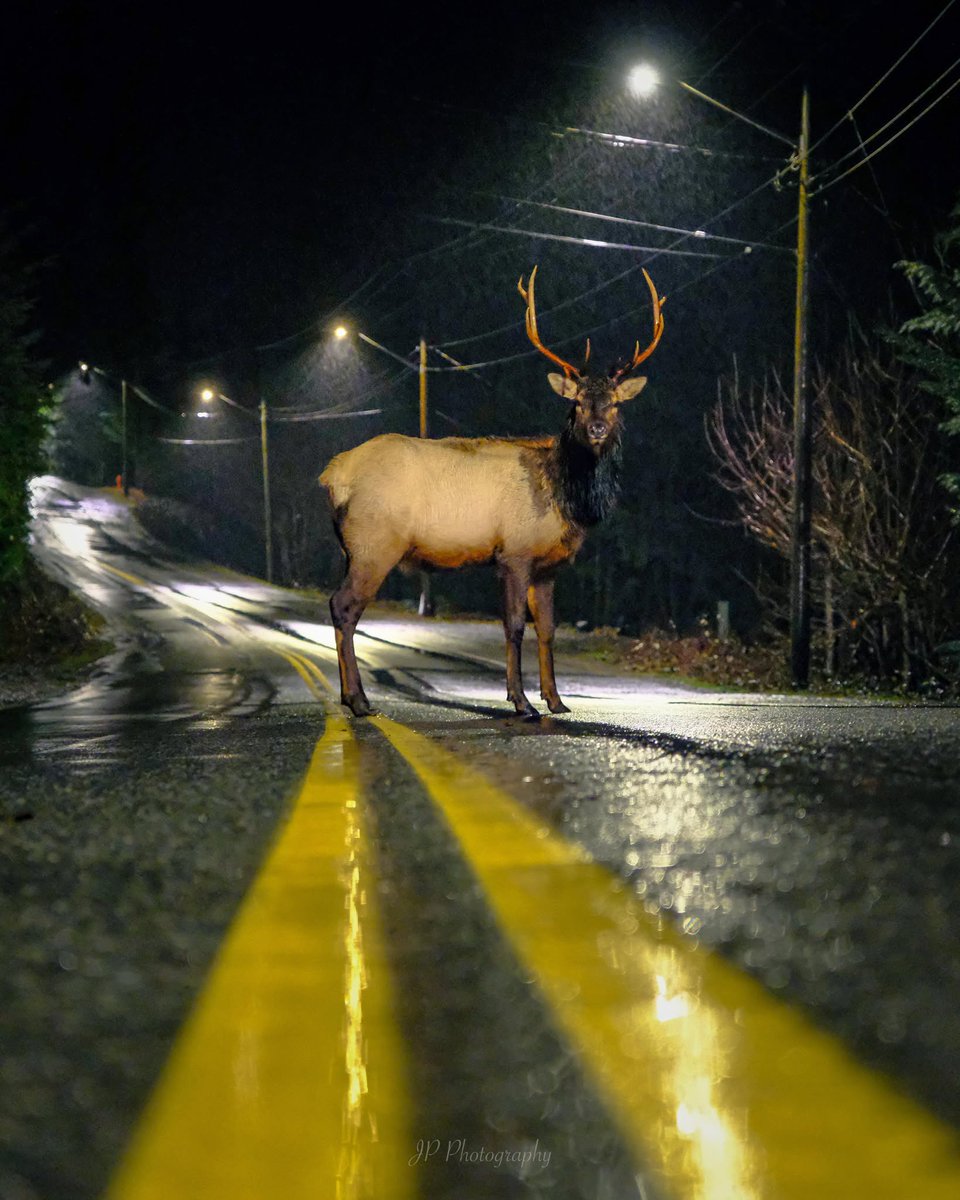 Joshua Palmer tweet media