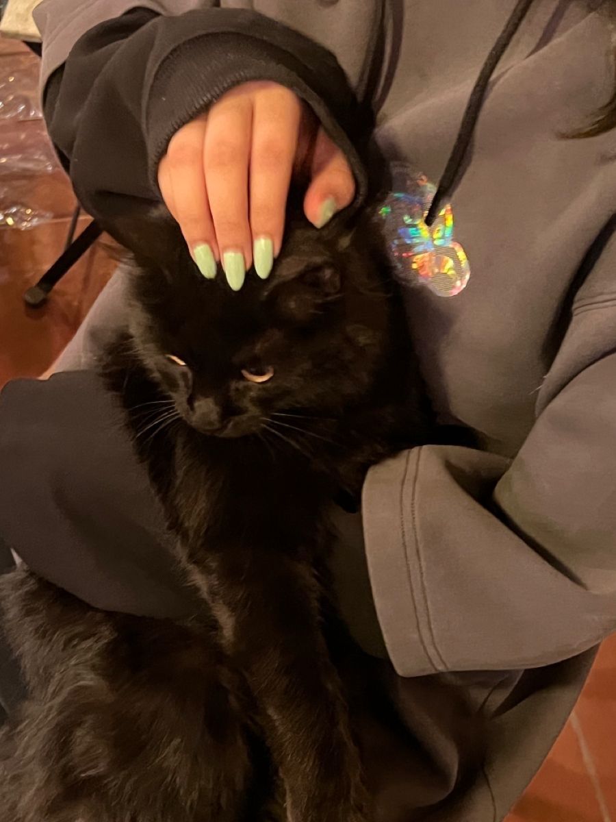 Black cats are not bad luck tweet media