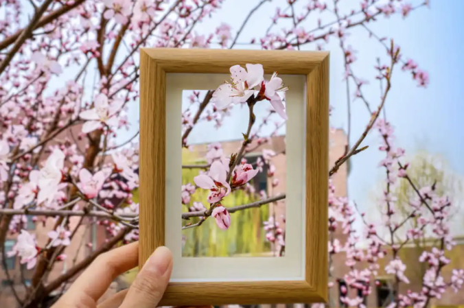 BUPT1955's tweet photo. 🌼 Spring is in full bloom at #BUPT! Enjoy the vibrant flowers and fresh greenery as our campus comes alive. Capture the beauty and relish the harmony of nature and youth. Let's embark on a spring journey together! 🌿📸 #SpringAtBUPT https://t.co/R3BQapxLEH
