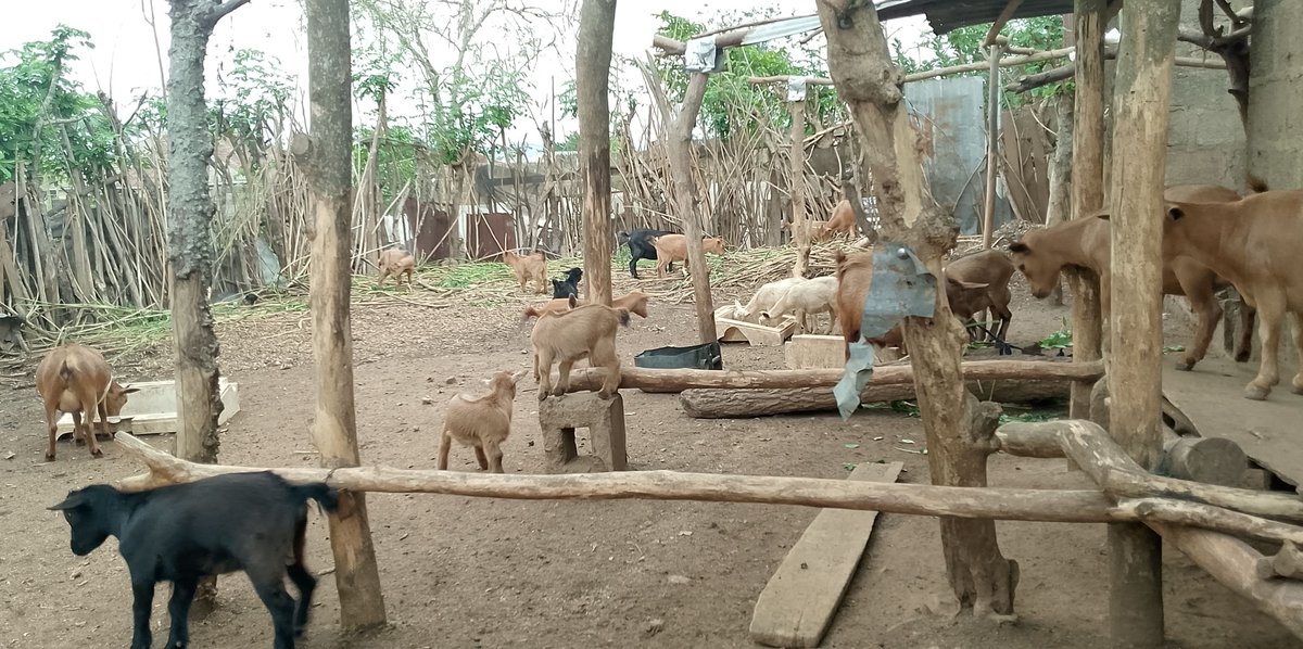 DaoduIretiola's tweet photo. @Gabepluguez Growing herd, urgent need! 🐐 Need ₦250,000 for roofing sheets &amp; materials to expand shelter before rains hit. Support via OPAY: 7035057735 (Daodu Iretiola) #GoatFarming #SupportLocalFarming https://t.co/KmN6RK4CRo