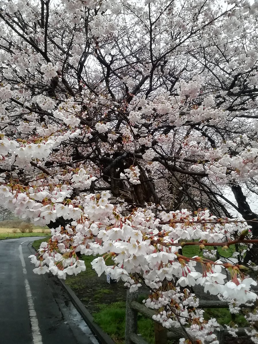 北上観光コンベンション協会 tweet media