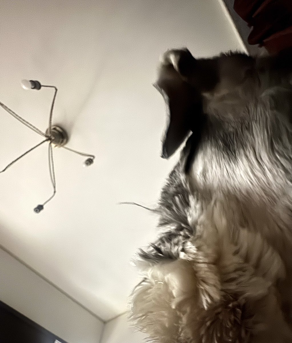 まんまる堂のいぬ tweet media