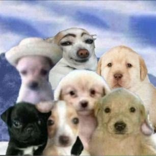 kit - kat tweet media