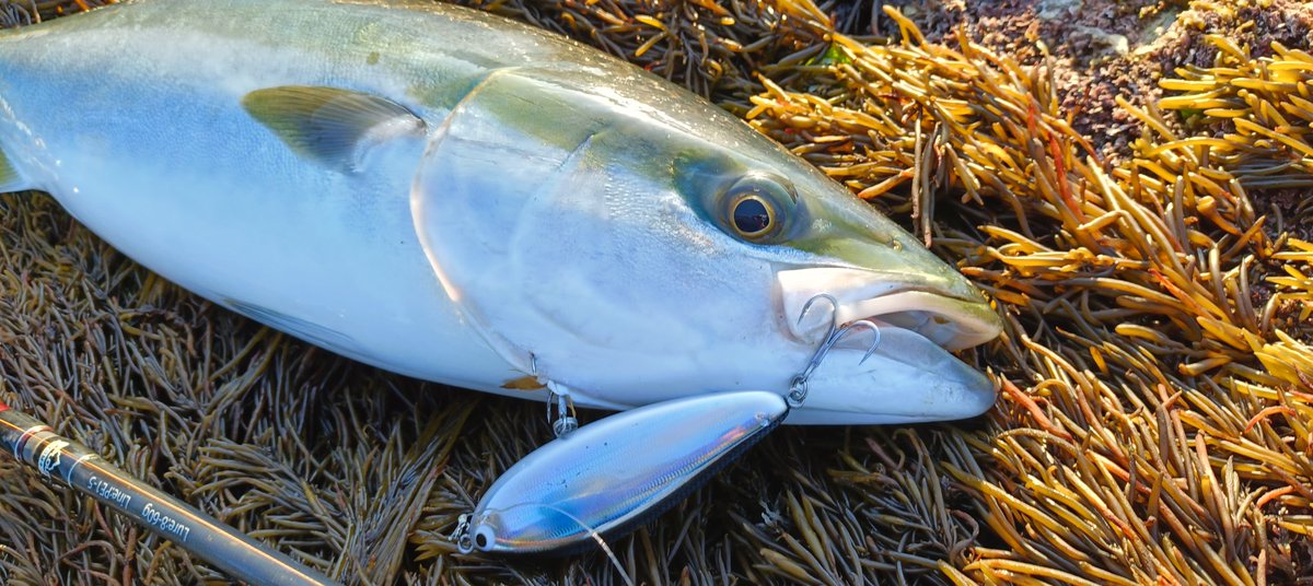 ToshikiKajiwara's tweet image. ヒラスズキ狙いも、全くノーバイト。
幸運にもナブラが湧いた為、スキッドスライダーとジグザグベイト100で2本青物をキャッチ。

#Fishman
#RIPLOUT90Mプラス
#pozidrivegarage
#山豊テグス
#レジンシェラー
#ポジドライブガレージ
#pdg
#スキッドスライダー
#ジグザグベイト
#pr