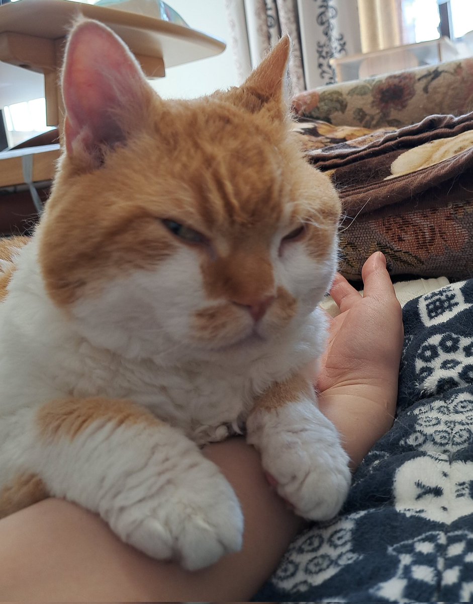 ラムキンのもやし君 tweet media