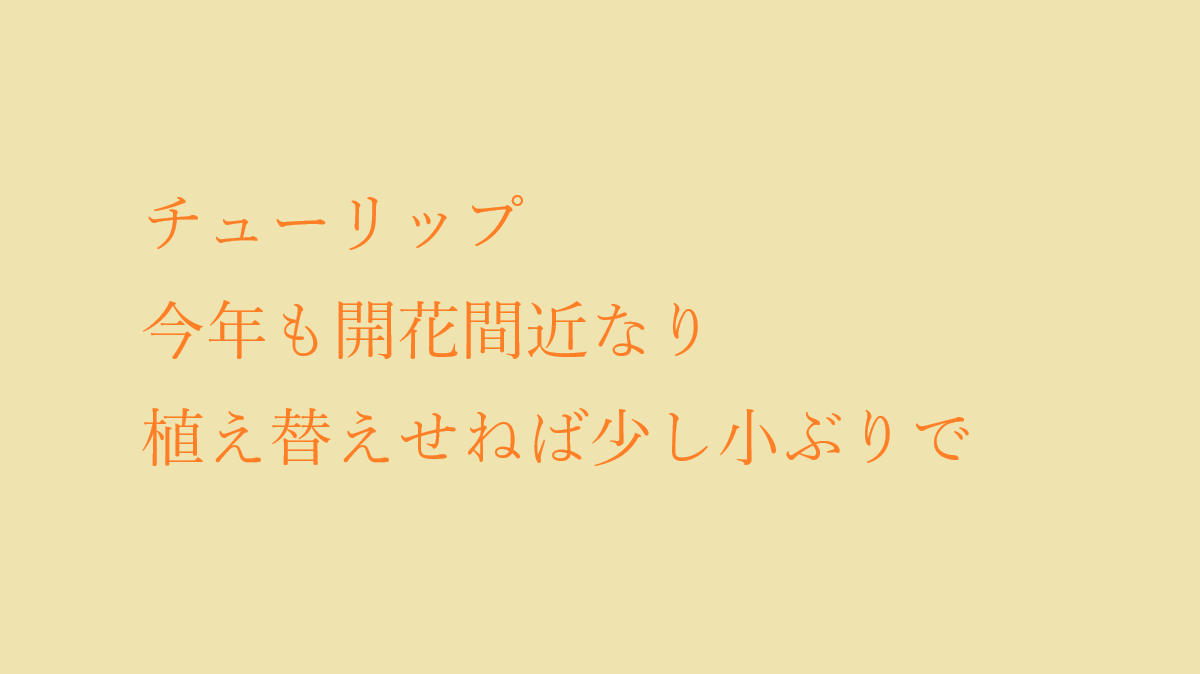 19ggaa19's tweet photo. #俳句もどき #おもいに形を与える作業 #人間 #反戦 #俳句 
#短歌 #定型詩 #政治 #老い #健康 #生活 #自虐 #自然 #川柳 #自己満足
ーーーーー
ちゅーりっぷ　ことしもかいかまぢかなり
うえかえせねばすこしこぶりで https://t.co/UxombiR6mh