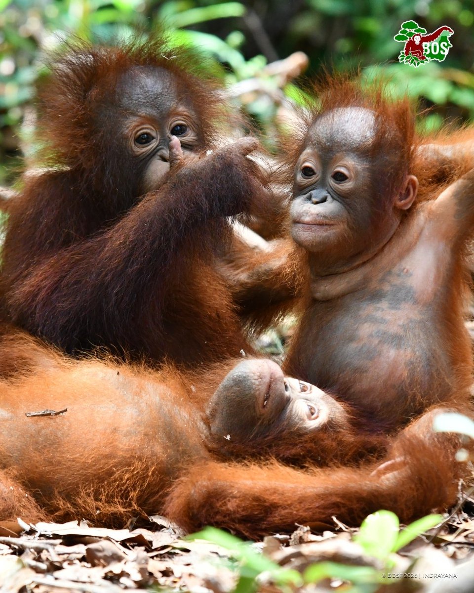 BOS Foundation tweet media