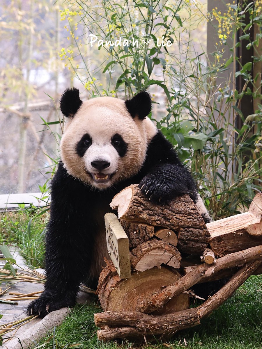 꾹바오 tweet media