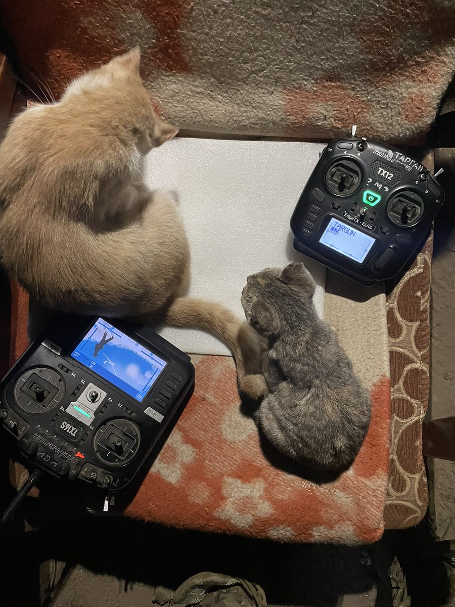 панда tweet media