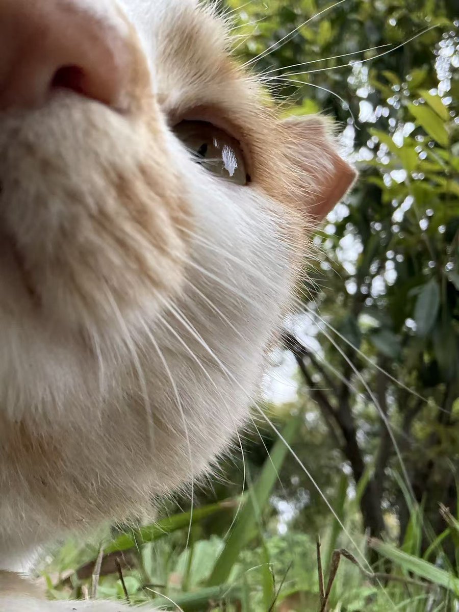 西红柿炒番茄 tweet media