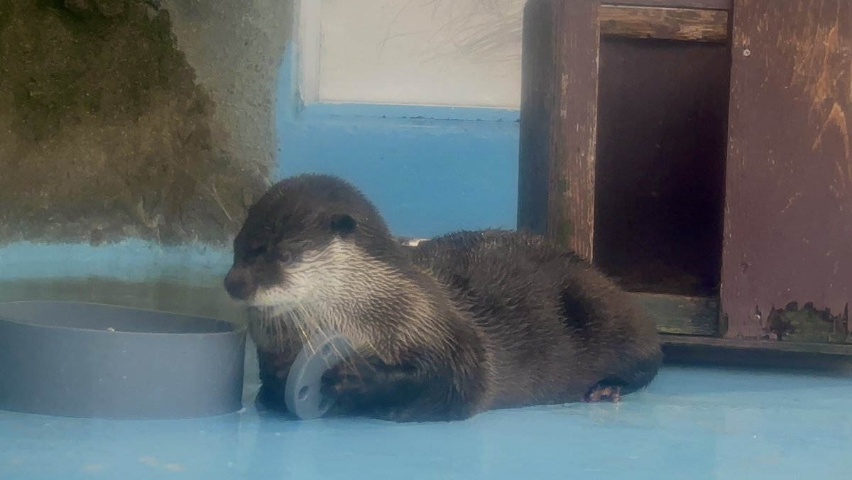 SaibaLucks,LLC/サイバラックス tweet media