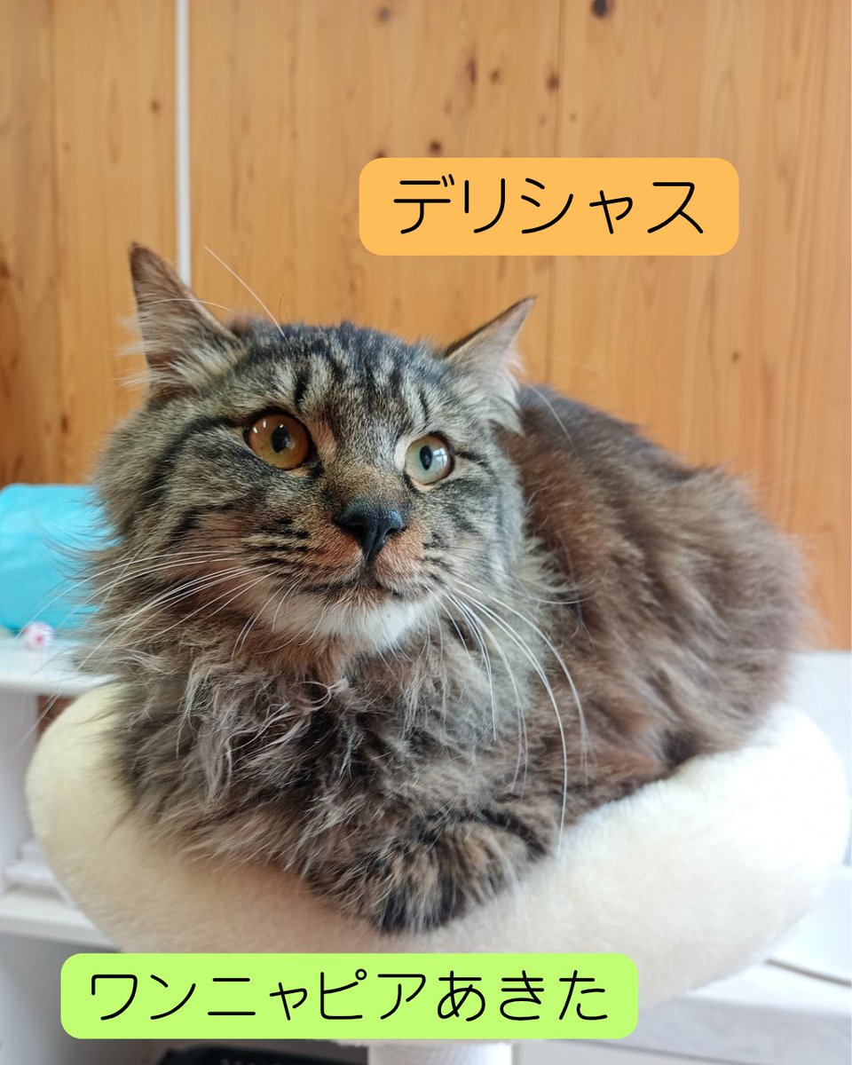 wannyapia's tweet photo. 【家族募集中🐱】
名前：デリシャス
性別：オス
年齢：1〜3歳（R8.3月時点推定）

※譲渡にあたり条件があります。
お電話にてマッチングを受付しています。詳細はホームページをチェック🌲

ＨＰ：https://t.co/wP42co9saP https://t.co/0XrQ2gmQ7X