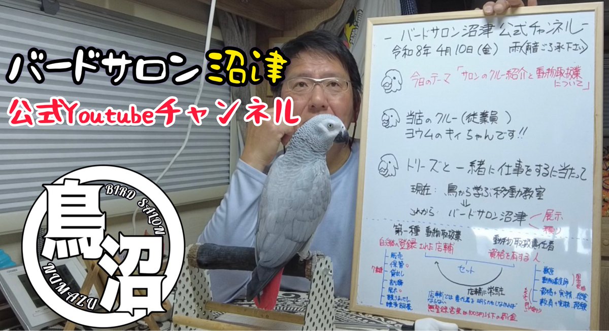 バードサロン沼津youtube公式チャンネル〜ヨウム店員紹介と動物取扱業〜関連動画からGo！ 
youtube.com/shorts/WNZeH6l…
