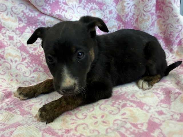 AnimaLancaster's tweet image. Puppies 🐶🦴💗
#A5768153
Female and male, brown and black Australian Shepherd mix
8 weeks old.
PetHarbor.com/pet.asp?uaid=L…