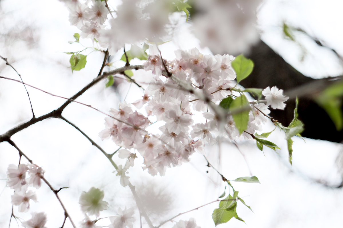 Haguregumo (@turezurehagure) on Twitter photo 